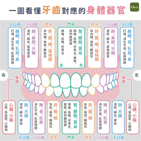 牙齒經絡圖|不明原因的牙齒痛，可從中醫證候，經絡與中藥理解！。